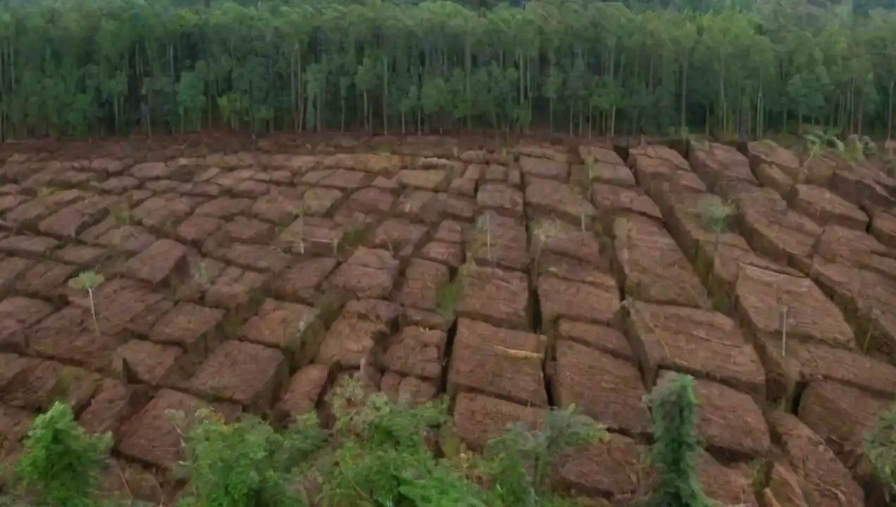 Impactos Ambientales de la Deforestación de Panorama global de la deforestación de selvas