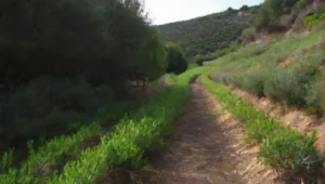 La vegetación en las regiones mediterráneas: características
