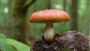 El Papel de los Hongos en el Funcionamiento Ecosistémico