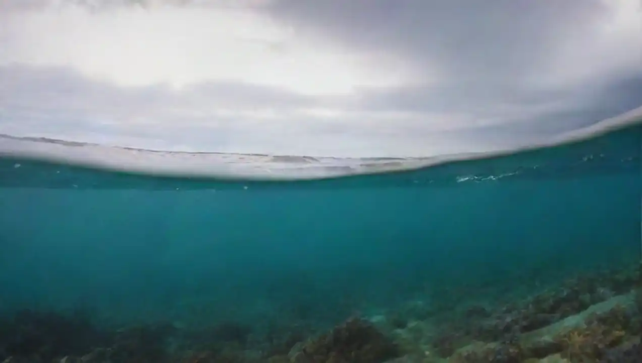 Nuevos descubrimientos en la ciencia oceánica