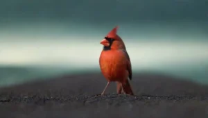La percepción visual de los puntos cardinales