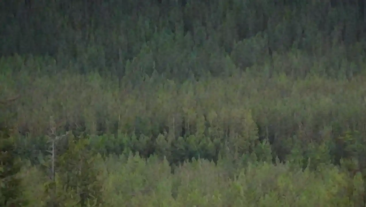 Biodiversidad en los bosques boreales de Los bosques boreales: el pulmón verde del planeta