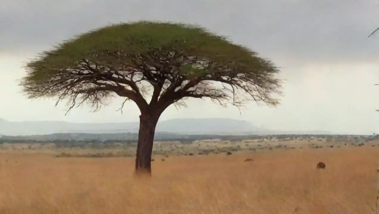 El Parque Nacional del Serengeti: la llanura de los grandes de Monumentos naturales en África: Maravillas de la naturaleza