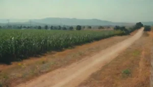Efectos de las Fronteras en la Cultura Local
