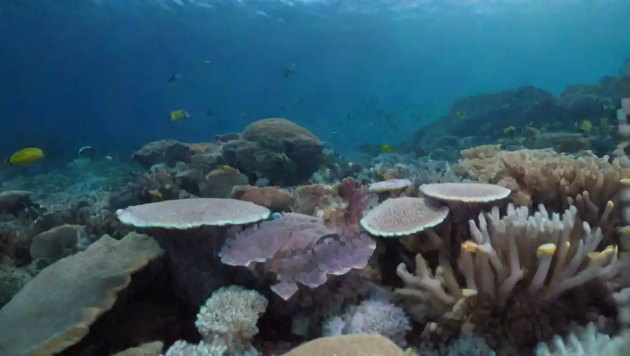 Biodiversidad marina y sus ecosistemas de La importancia de los océanos en el equilibrio ecológico