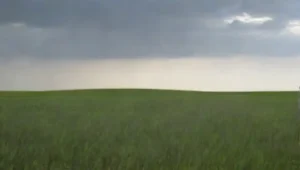 Praderas: ecosistemas clave para la agricultura y vida silvestre