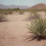 Vegetación en áreas áridas: adaptación y supervivencia