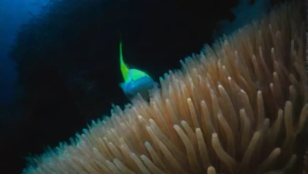 La biodiversidad en las profundidades de Nuevos descubrimientos en la ciencia oceánica