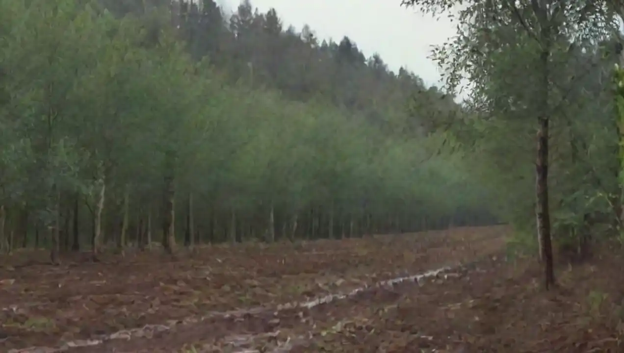 Principales Retos en los Proyectos de Restauración de Retos y Éxitos de Proyectos de Restauración Ecosistémica