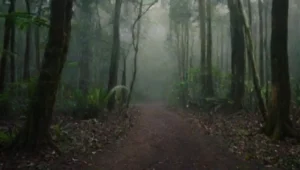 Espacios protegidos: reservas de selva en el mundo