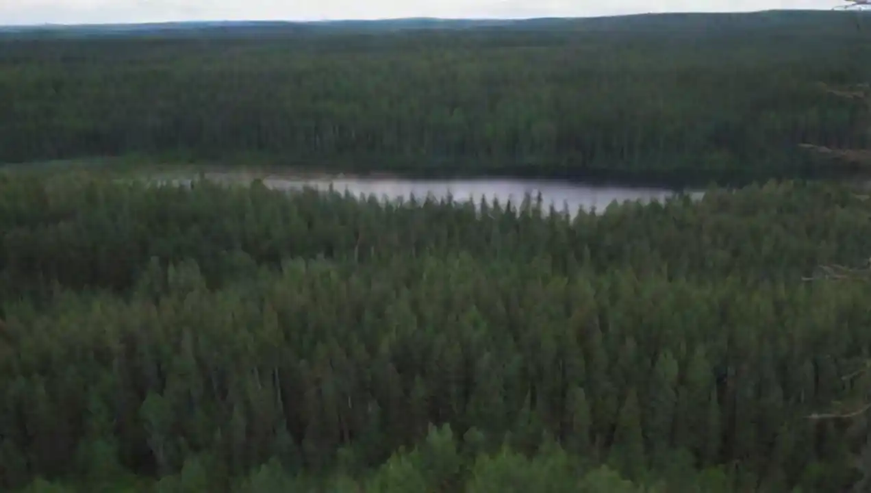 Los bosques boreales: el pulmón verde del planeta