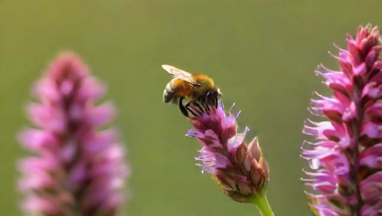 La polinización como proceso ecológico de La relación entre vegetación y polinización en ecosistemas